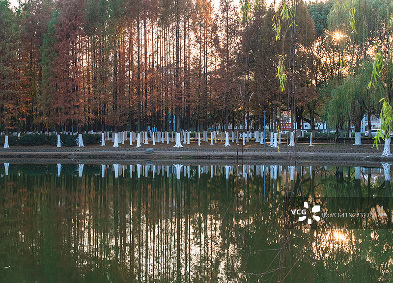 秋天日落时分被树木环绕的宁静湖泊图片素材