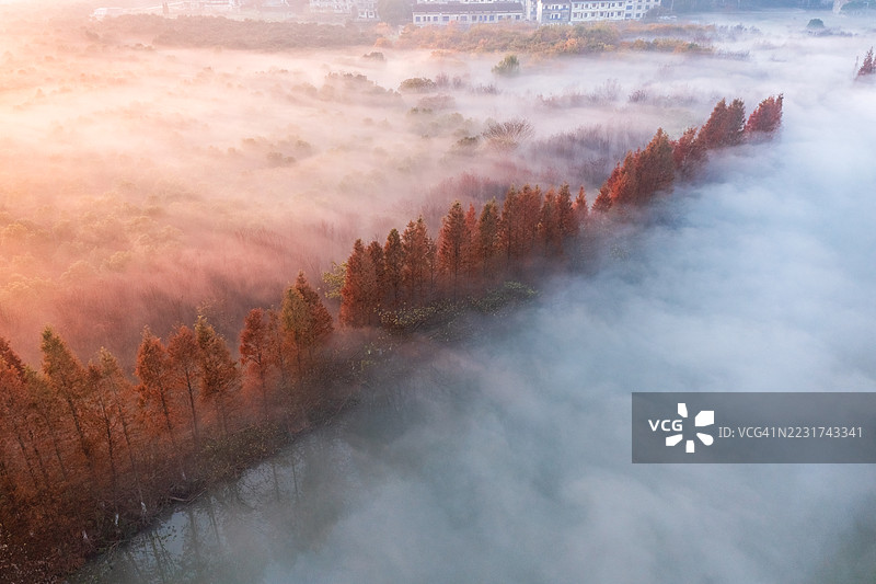 清晨雾气弥漫的森林鸟瞰图，红色树木点缀其间图片素材