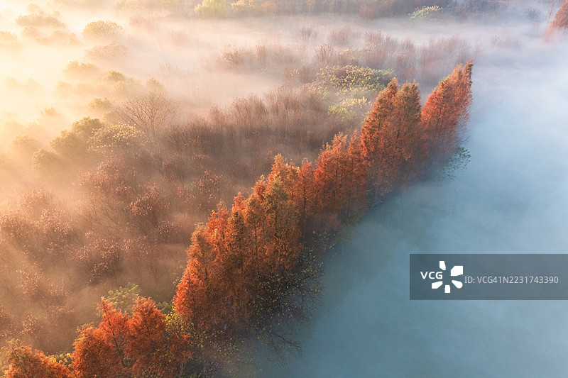 秋季色彩斑斓的森林雾景鸟瞰图图片素材