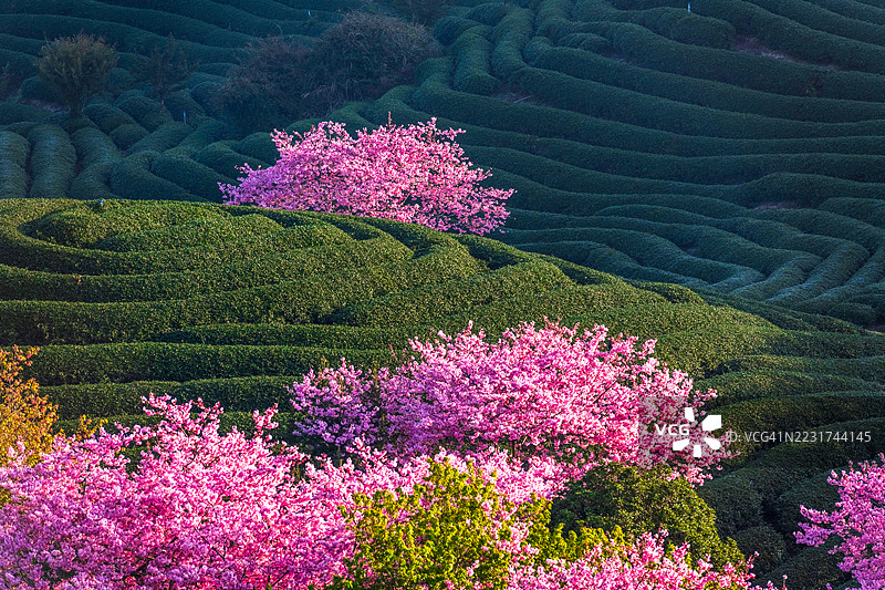 梯田茶园中的粉色樱花图片素材
