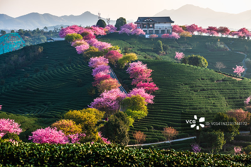 美丽的山脉，盛开的粉色樱花和绿色梯田图片素材