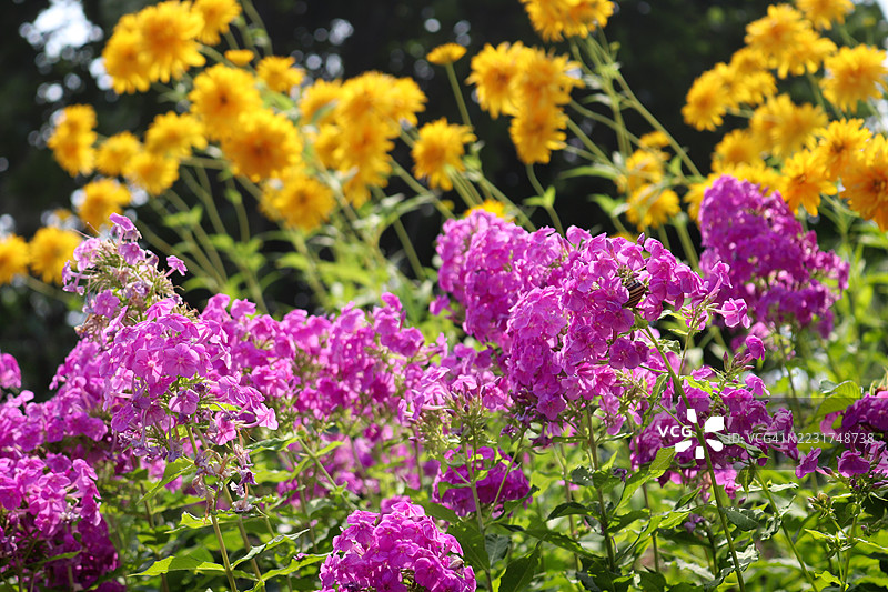 粉色与黄色 - 福禄考与日光菊图片素材