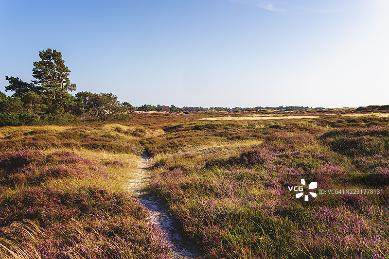 晚夏温暖阳光下的荒野图片素材