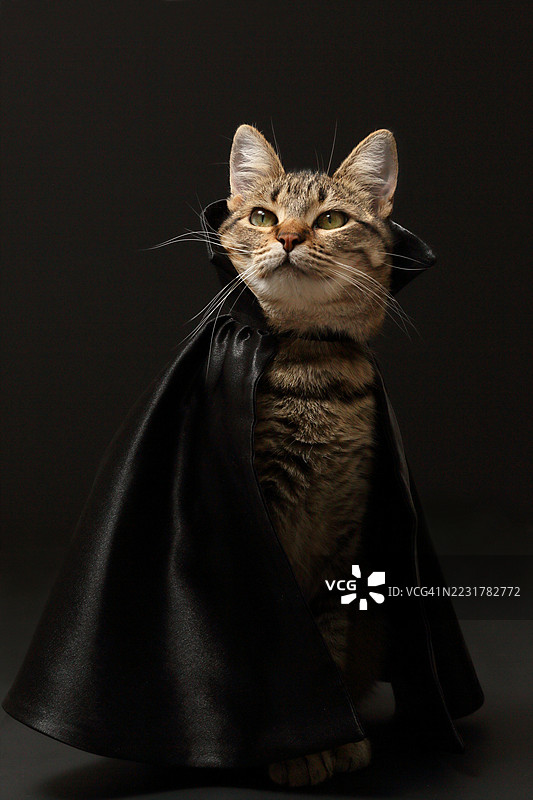 穿着黑色斗篷的猫图片素材