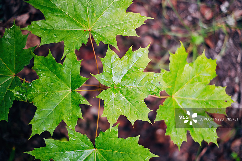 树的绿叶图片素材