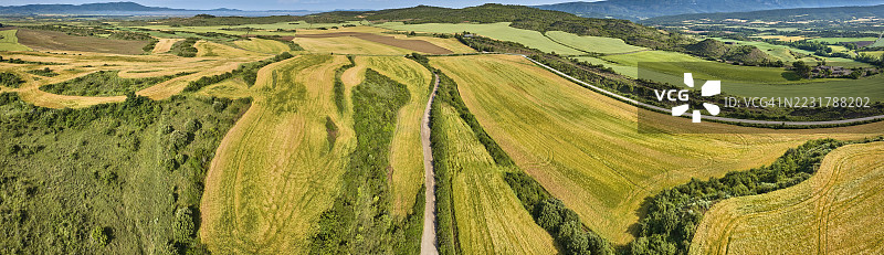 夏季乡村的小麦田图片素材