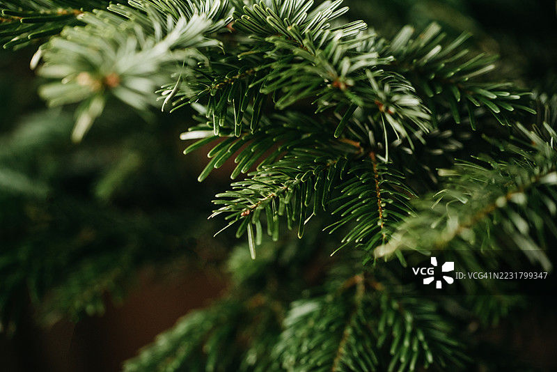美丽的圣诞背景，近距离拍摄绿色松树枝。十二月壁纸。图片素材