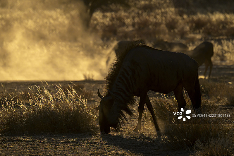 蓝角羚（Connochaetes taurinus）图片素材