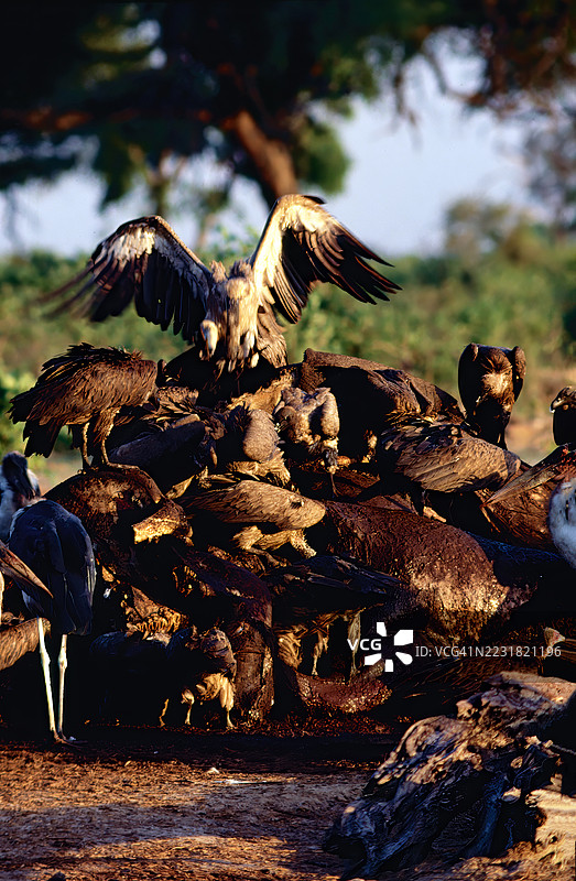 秃鹫在觅食图片素材
