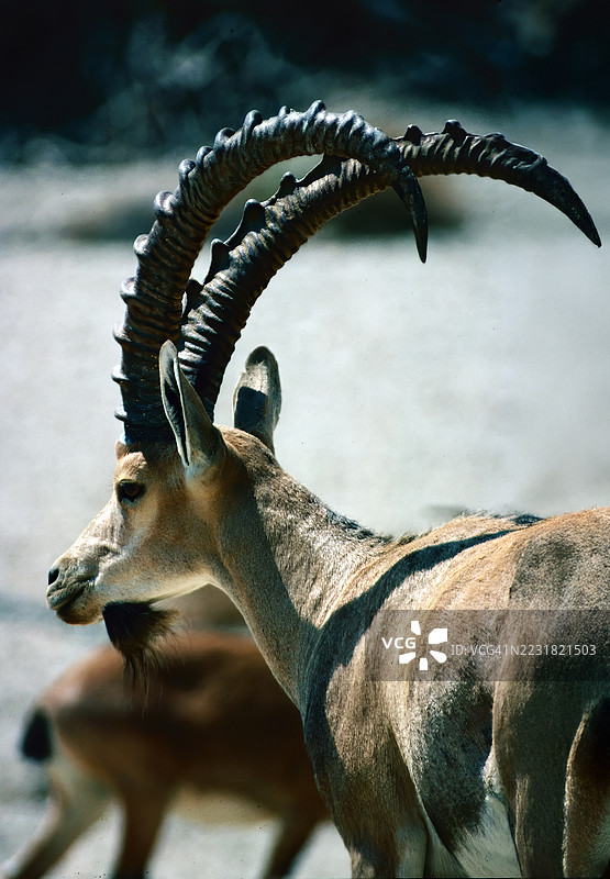努比亚山羊图片素材