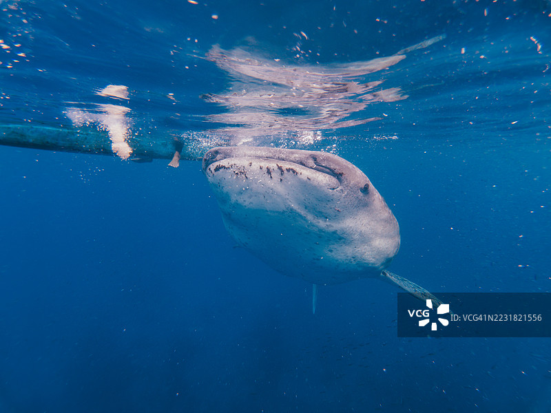 在菲律宾宿雾奥斯洛布与鲸鲨的亲密接触图片素材