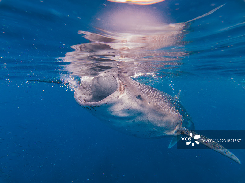 在菲律宾宿雾奥斯洛布，鲸鲨在水面附近觅食图片素材