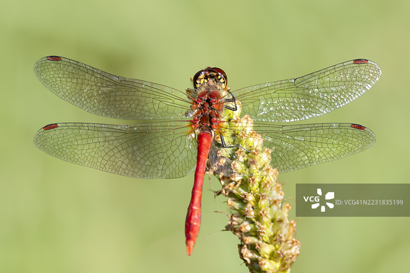 红色蜻蜓（Sympetrum sanguineum）图片素材