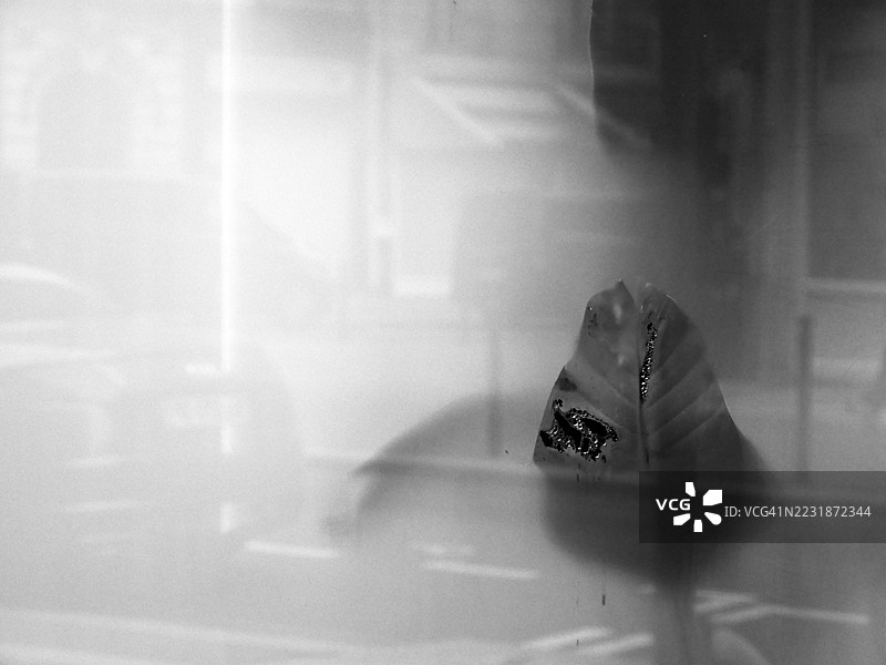 透过窗户看到的植物叶子的特写，窗户上反射着建筑立面和街道（抽象）。黑白色。法国巴黎。图片素材