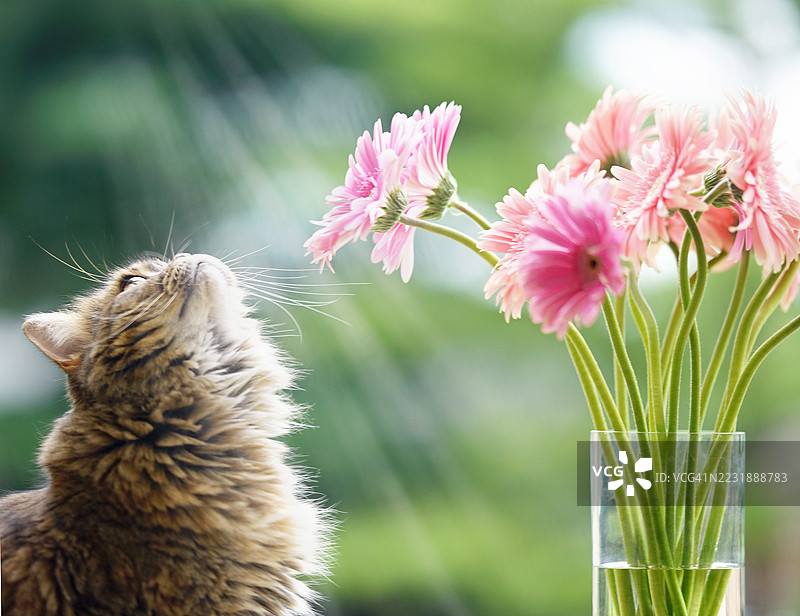 嗅嗅！这是什么美妙的气息？粉色花瓣在晨光中舞动。好奇的鼻子，轻柔的微风——大自然的香气让猫咪感到放松。图片素材