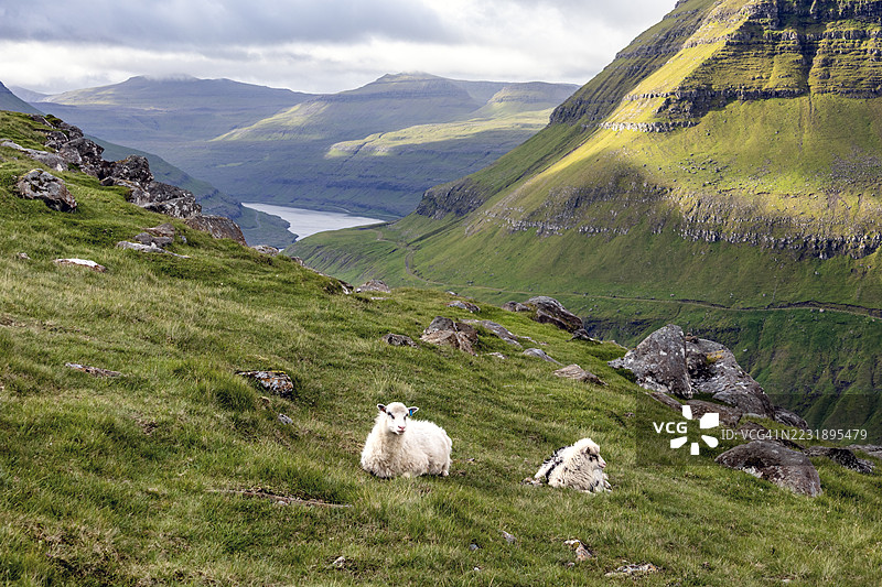 法罗群岛的Funningur峡湾景观与羊群图片素材