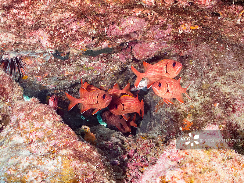 斑点眼士兵鱼，Myripristis berndti。在海洞中。一群热带鱼。阿穆罗岛，座间味岛，庆良间群岛，岛尻郡，冲绳 - 2025年6月28日图片素材