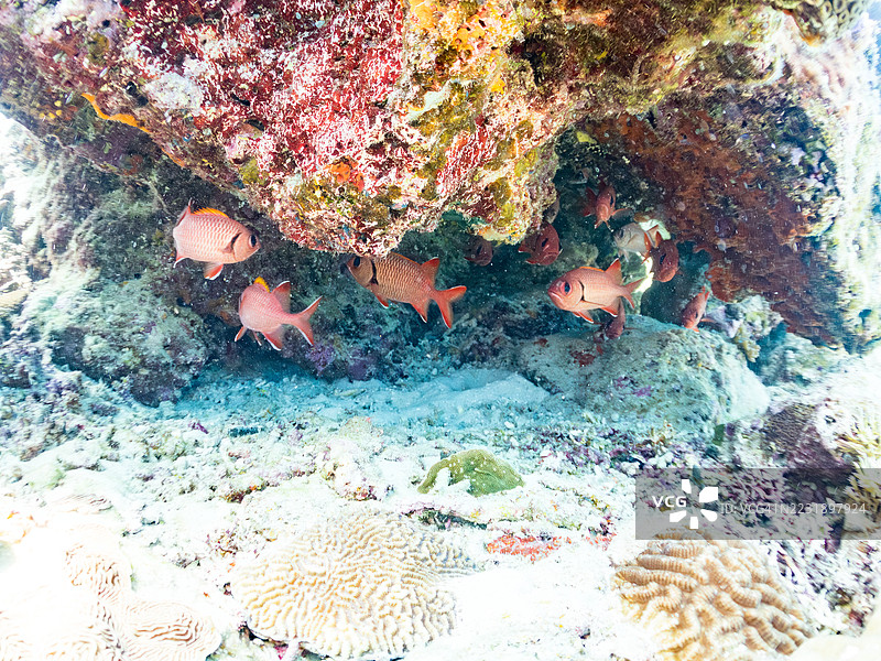 斑点眼士兵鱼，Myripristis berndti。在海洞中。一群热带鱼。阿穆罗岛，座间味岛，庆良间群岛，岛尻郡，冲绳 - 2025年6月28日图片素材