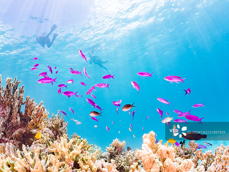 美丽的紫色女王鱼、紫水晶鱼、巴斯卡尔伪鲷、蓝绿小丑鱼、蓝绿铬鱼(Chromis viridis)等在奇妙的珊瑚礁中游弋。一群热带鱼。阿穆罗岛,泽满岛,庆良间群岛,2025年图片素材
