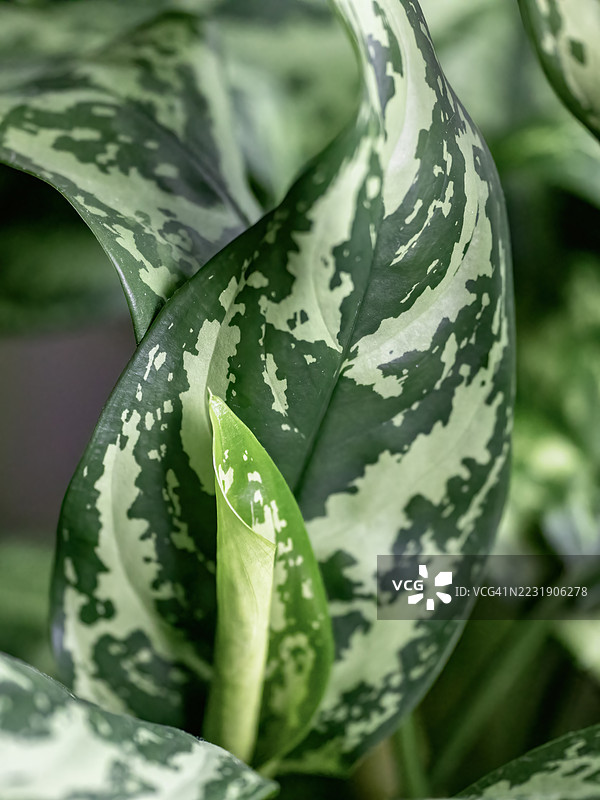 大叶斑马草的叶子，年轻与老年对比图片素材