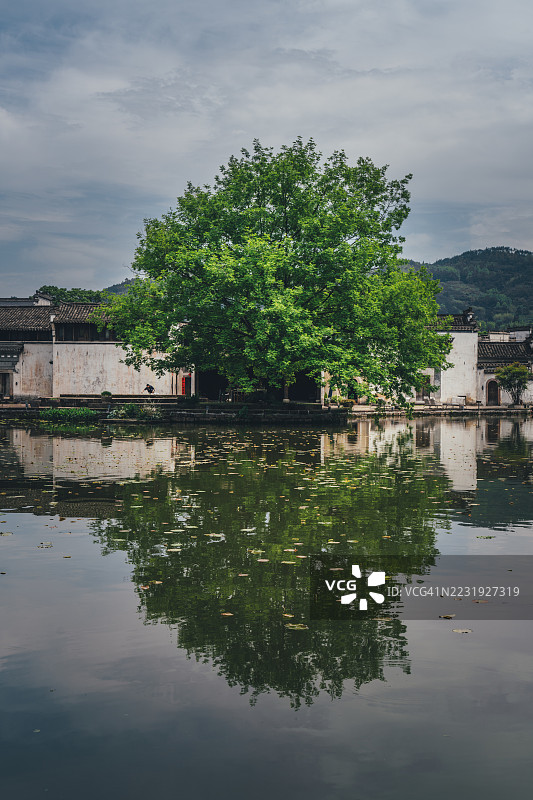 安徽省呈坎古村的池塘旁郁郁葱葱的绿树图片素材