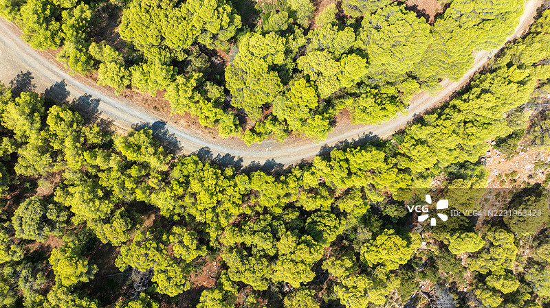 蜿蜒的道路穿过松树森林图片素材