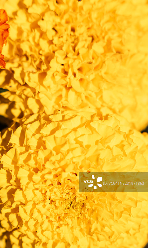 黄花万寿菊特写图片素材