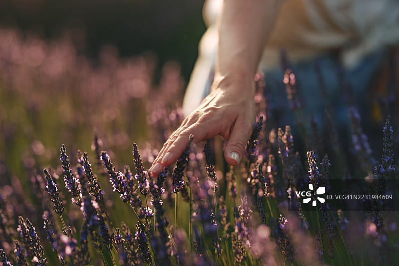 女人在日落时分轻柔地触摸薰衣草花田中的花朵图片素材