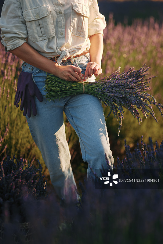 女农民在田野里扎绑薰衣草花束图片素材