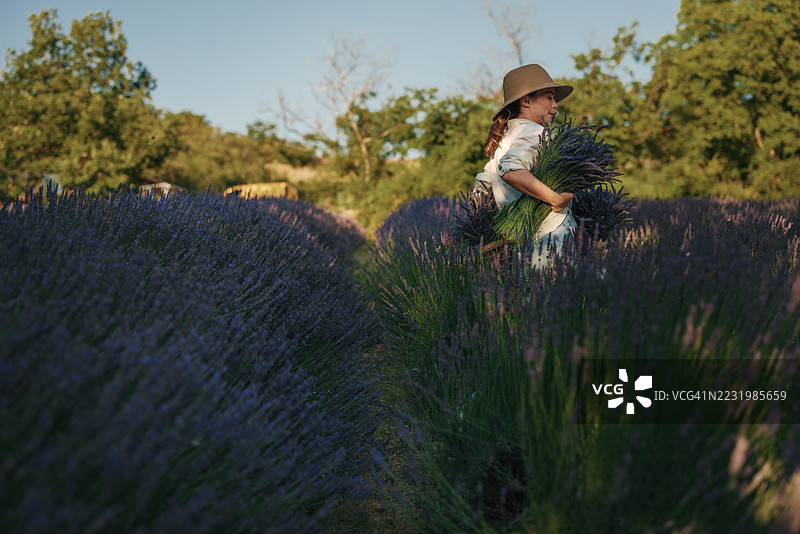 法国普罗旺斯的女农民在收割薰衣草图片素材