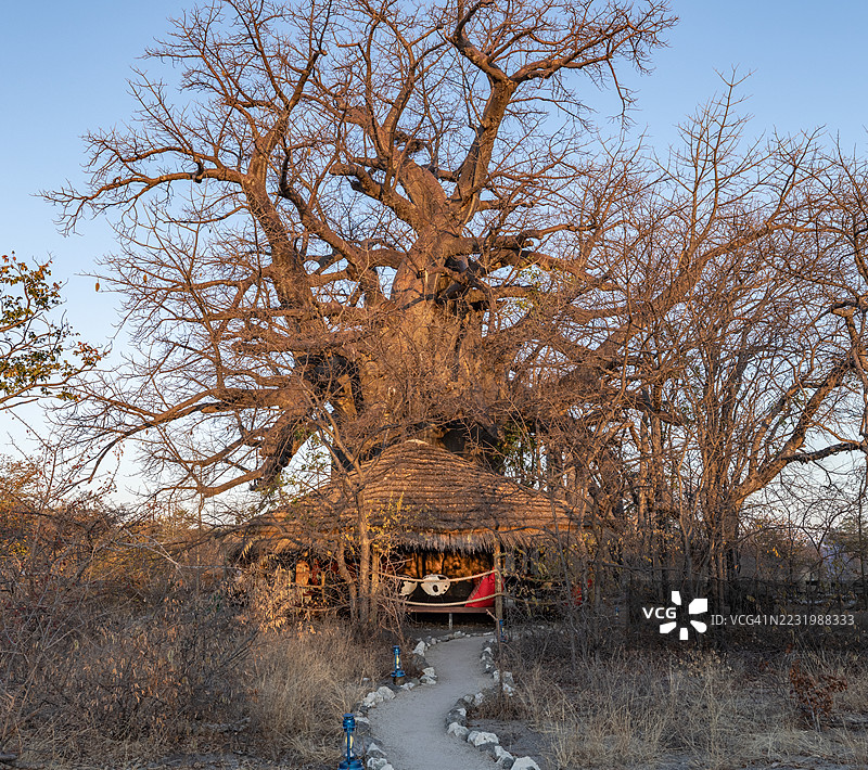 在奇特的巴奥巴布星球野营地，靠在古老巨型猴面包树树干上的户外休闲区图片素材