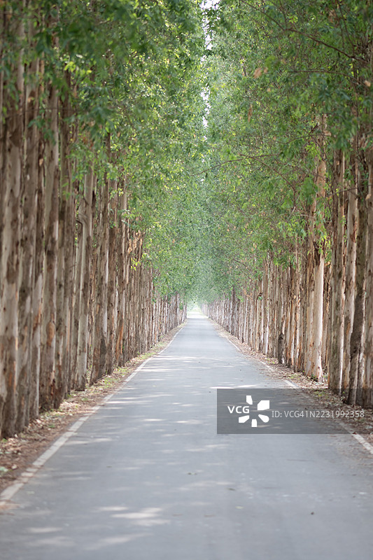 两旁有树的道路图片素材