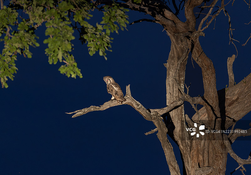 维尔罗的猫头鹰在寻找猎物，奥卡万戈三角洲，博茨瓦纳图片素材