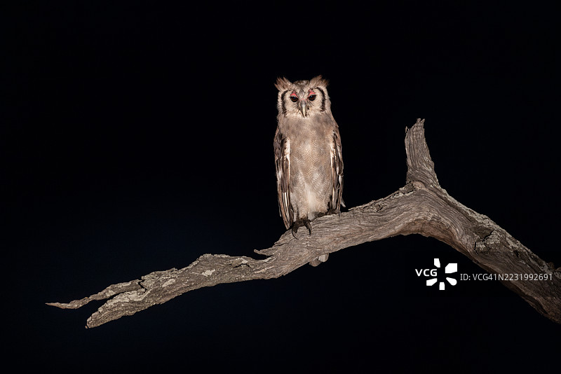 维尔罗的猫头鹰在寻找猎物，奥卡万戈三角洲，博茨瓦纳图片素材