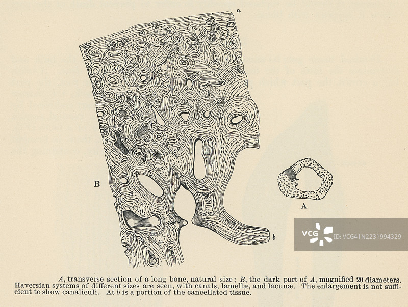老式雕刻插图，展示了骨组织或骨骼组织，这是一种坚硬的矿化结缔组织，构成了身体的结构框架。图片素材