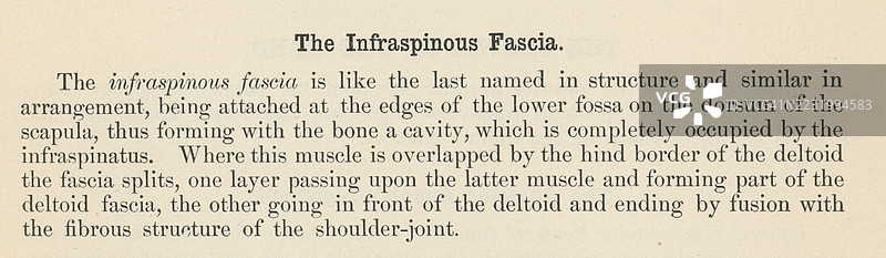 旧版雕刻插图，展示了一本人体解剖书中的一页，描述了肩胛下筋膜，这是一种致密的纤维膜，覆盖在肩胛下肌上。图片素材