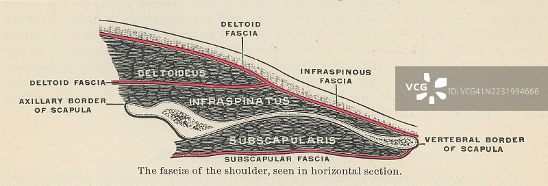 肩部筋膜的老式雕刻插图（横截面视图）图片素材