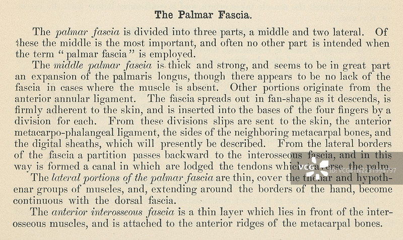 古老的雕刻插图，展示了一本人体解剖书中的一页，描述了掌腱膜（掌筋膜）包裹着手掌的肌肉，分为中央、外侧和内侧部分。图片素材