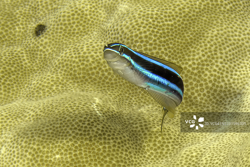 水下照片 蓝条剑齿鳗(Plagiotremus rhinorhynchos)特写 蓝条鳗鱼 在小孔石珊瑚(Acropora)前面 太平洋,雅浦岛,雅浦州,卡罗琳群岛,联邦州图片素材