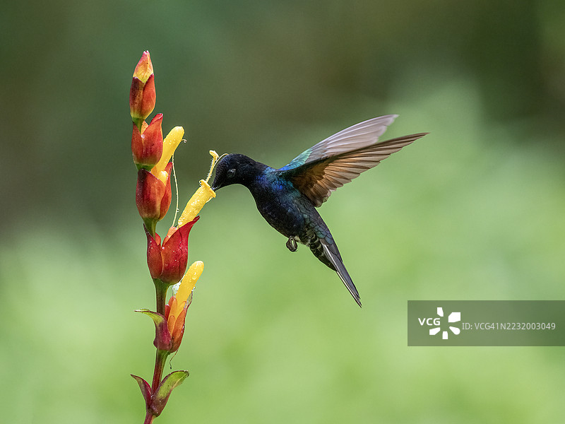 蜂鸟在鲜艳的花朵附近盘旋图片素材