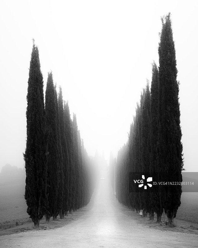 雾气弥漫的道路两旁是高大的柏树图片素材