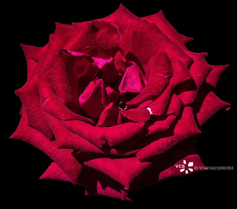 鲜艳的红玫瑰与黑色背景对比图片素材