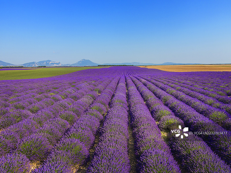 普罗旺斯，瓦朗索尔周围的薰衣草田图片素材