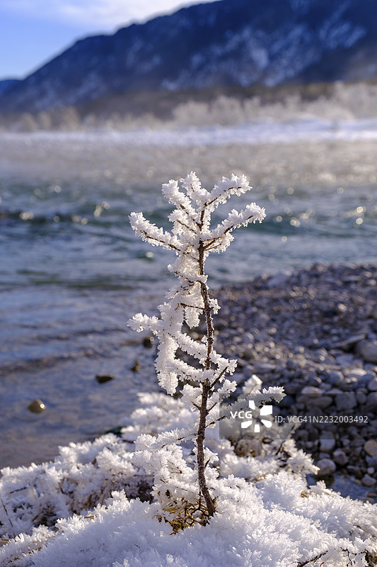 德国巴伐利亚州,上巴伐利亚,托尔策地区,沃尔高与福尔德里斯之间的年轻伊萨河冬季景色图片素材