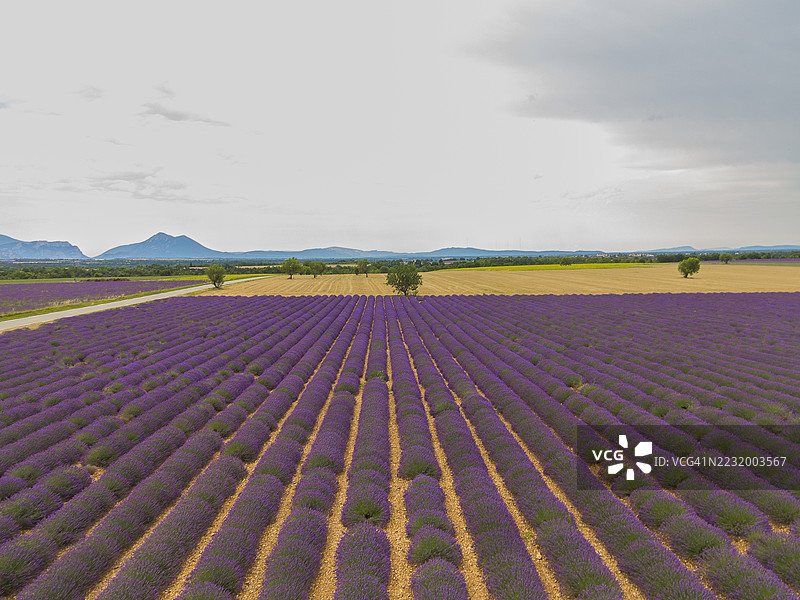 普罗旺斯，瓦朗索尔周围的薰衣草田图片素材