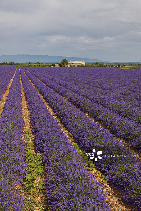 普罗旺斯，瓦朗索尔周围的薰衣草田图片素材