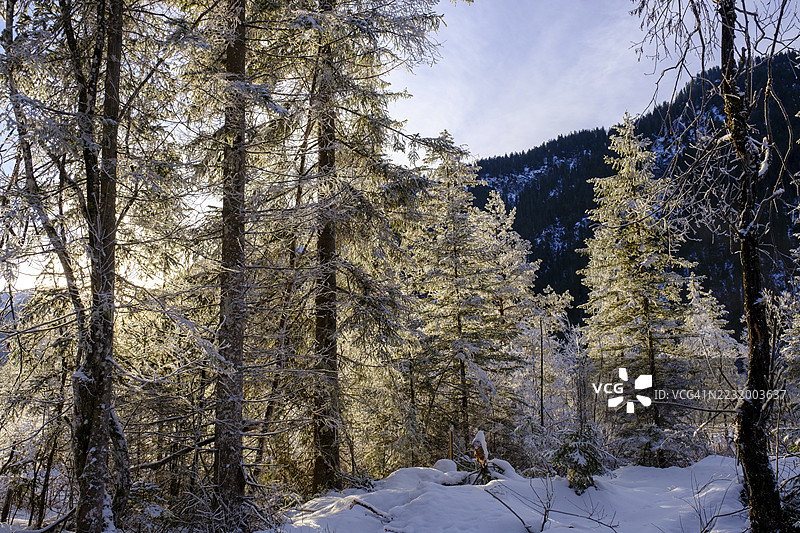 冬季的森林日出,年轻的伊萨河在瓦尔高和福尔德里斯之间,托尔策地区,上巴伐利亚,德国图片素材