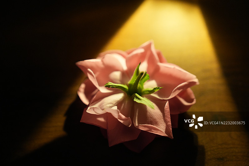 戏剧性光线下的粉色花朵图片素材