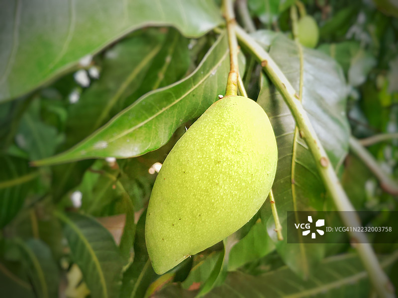 树枝上挂着的绿色芒果特写图片素材