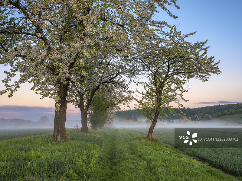 春天黎明时分的田野风景，晨雾弥漫，樱花树沿着田间小路盛开，德国萨克森-安哈尔特州布尔根兰kreis的弗雷堡（乌恩斯特鲁特）。图片素材